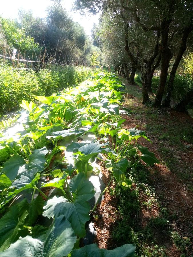 Apartamento Az.Agricola Agriturismo La Locanda Di Lann Fucecchio Exterior foto